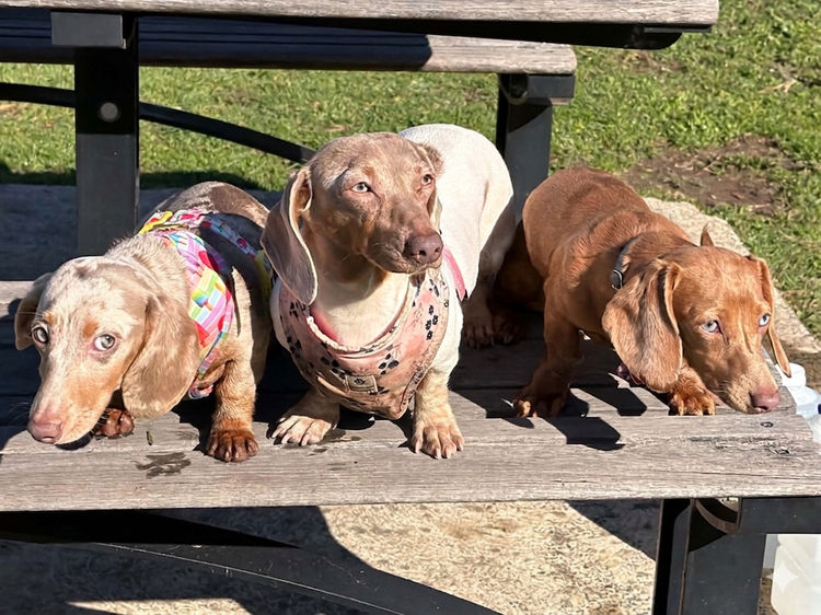 Kleinnmatala Kennels - Miniature Dachshunds