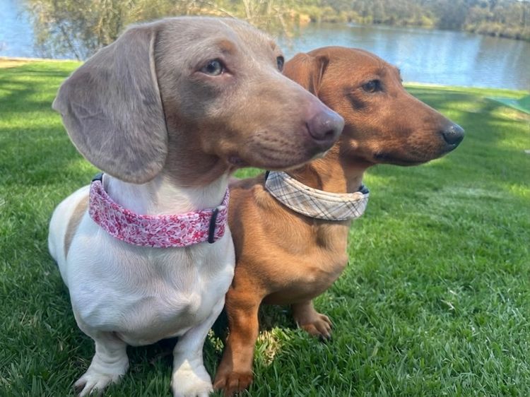 Kleinnmatala Kennels - Miniature Dachshunds