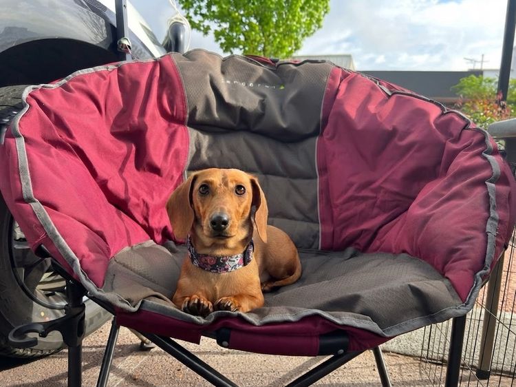 Kleinnmatala Kennels - Miniature Dachshunds
