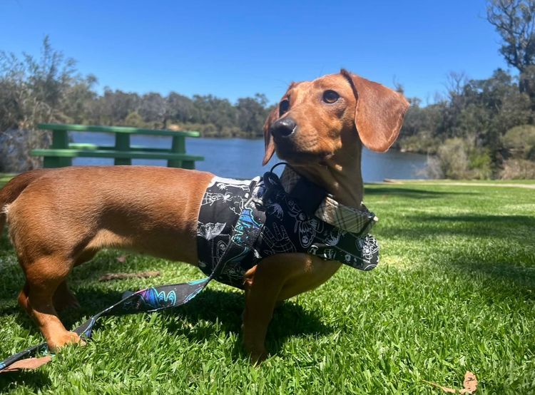 Kleinnmatala Kennels - Miniature Dachshunds