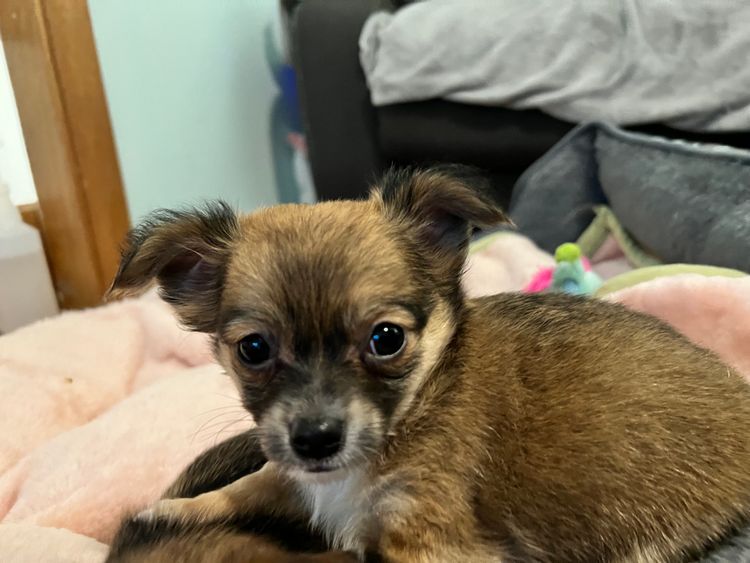 Hebditch chihuahuas