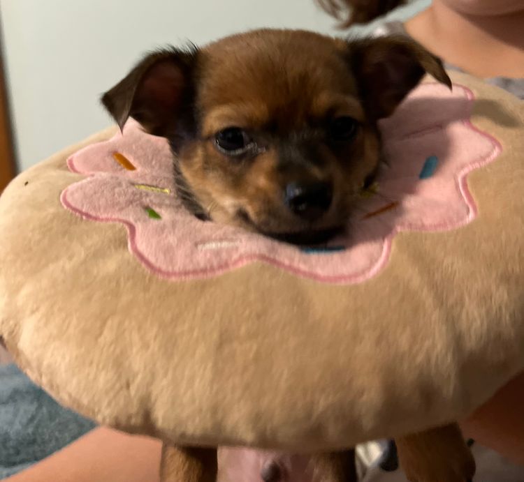 Hebditch chihuahuas