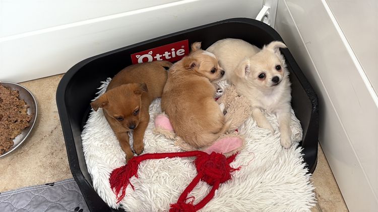 Hebditch chihuahuas