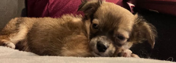 Hebditch chihuahuas