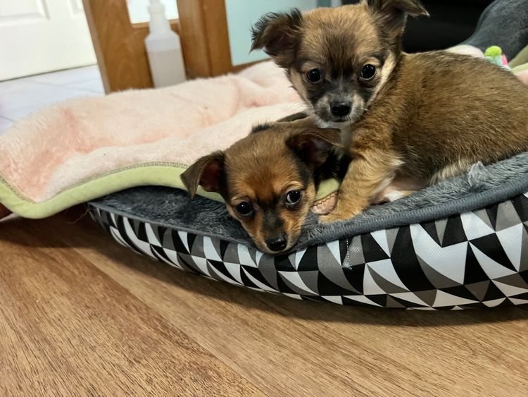 Hebditch chihuahuas
