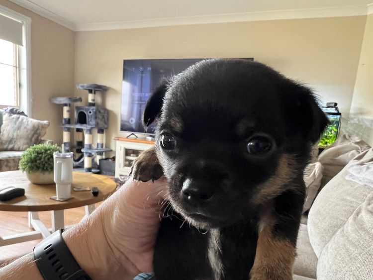 Hebditch chihuahuas