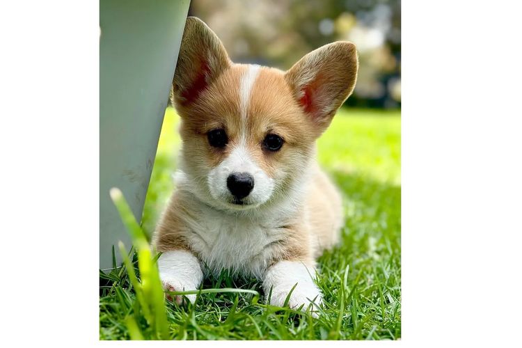 Griffinspark Corgi’s