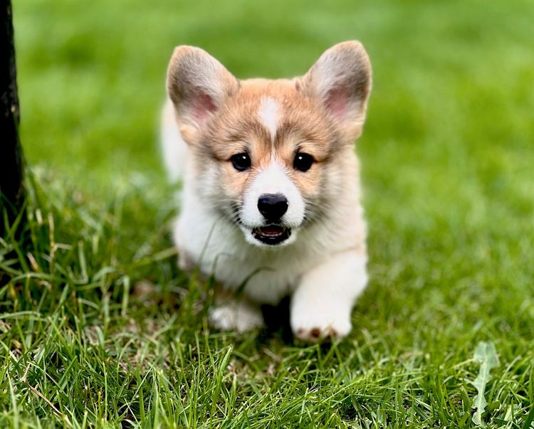 Griffinspark Corgi’s