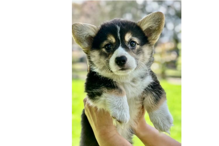 Griffinspark Corgi’s