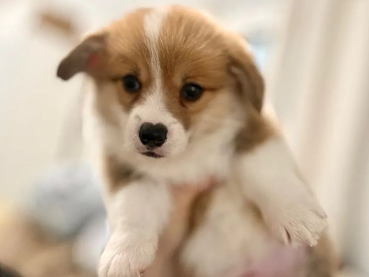Griffinspark Corgi’s