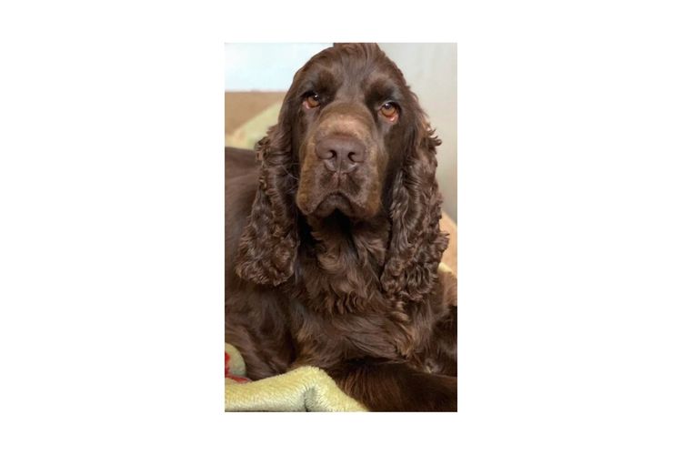 Rolipoli Cocker Spaniels