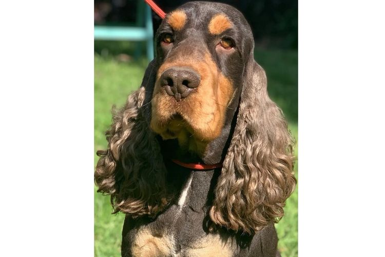 Rolipoli Cocker Spaniels