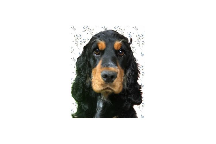 Rolipoli Cocker Spaniels