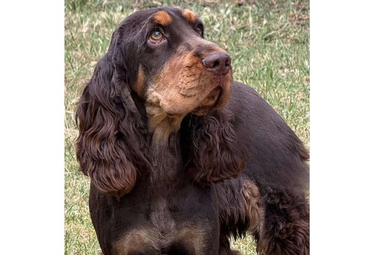 Rolipoli Cocker Spaniels