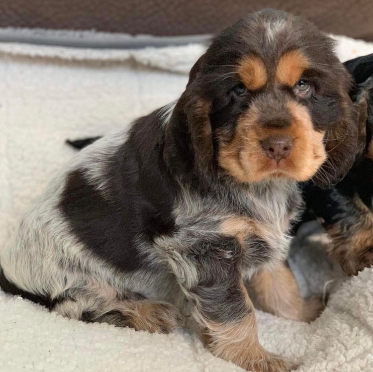 Rolipoli Cocker Spaniels