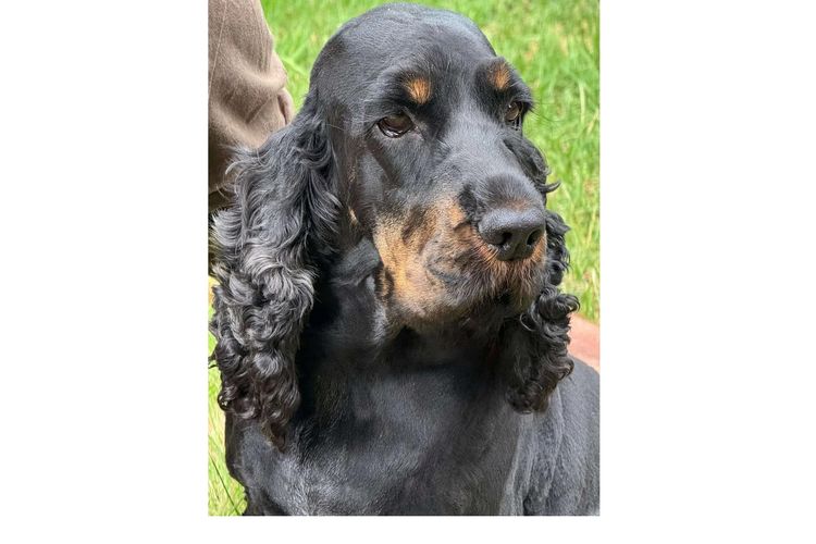 Rolipoli Cocker Spaniels