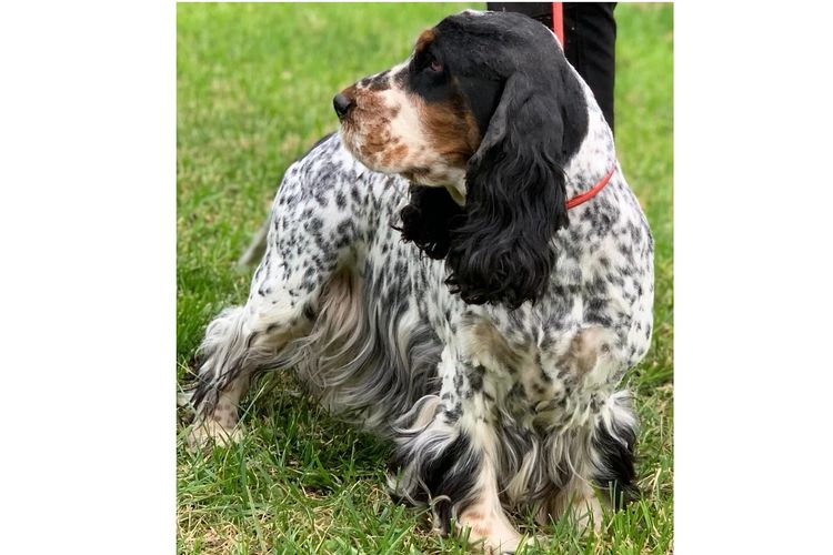 Rolipoli Cocker Spaniels
