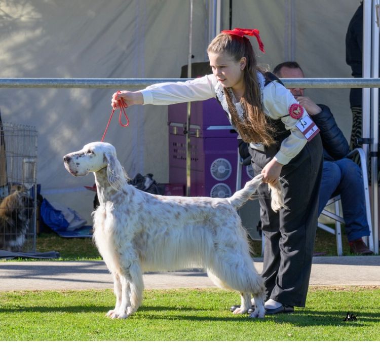 Waratah English Setters