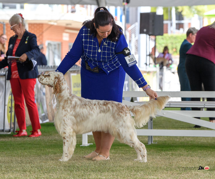 Waratah English Setters