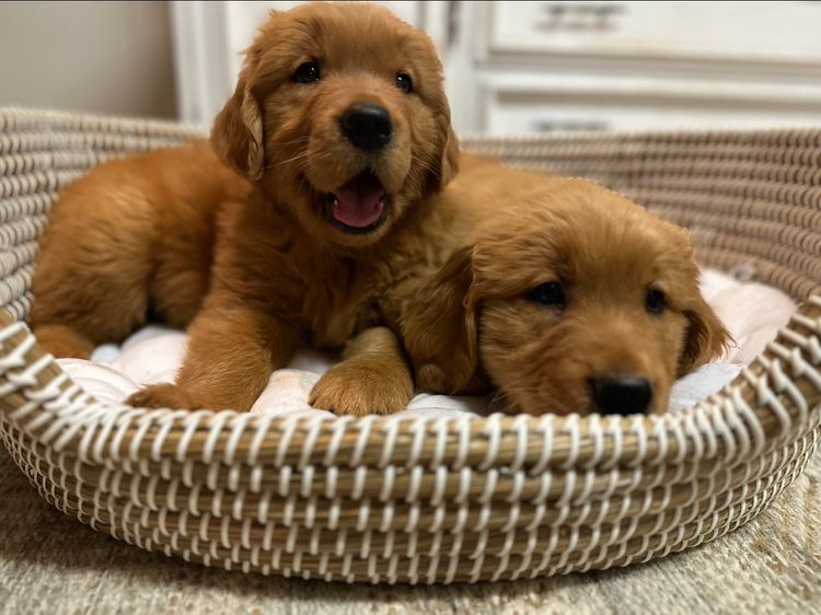 Bavadar Golden Retrievers
