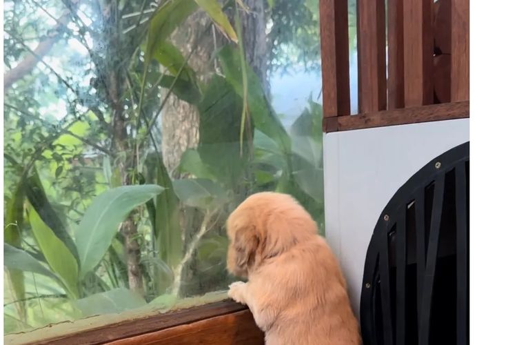 Bavadar Golden Retrievers