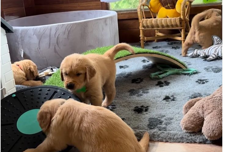 Bavadar Golden Retrievers