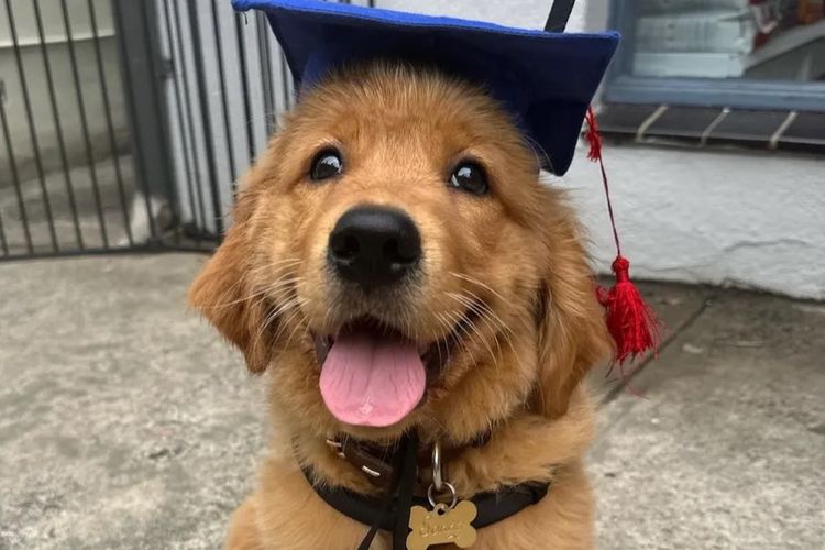 Bavadar Golden Retrievers