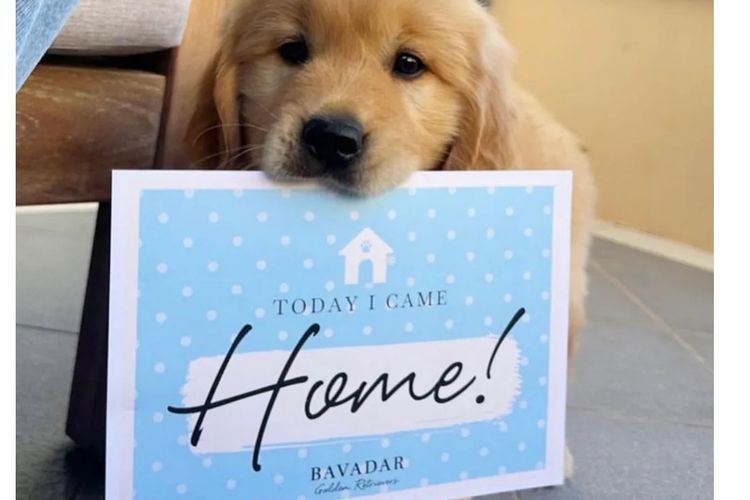 Bavadar Golden Retrievers