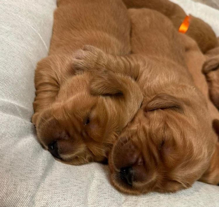 Bavadar Golden Retrievers