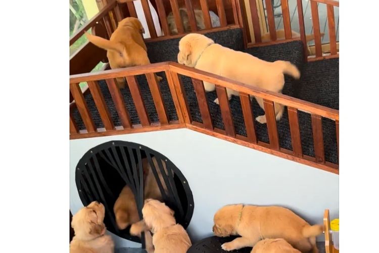 Bavadar Golden Retrievers
