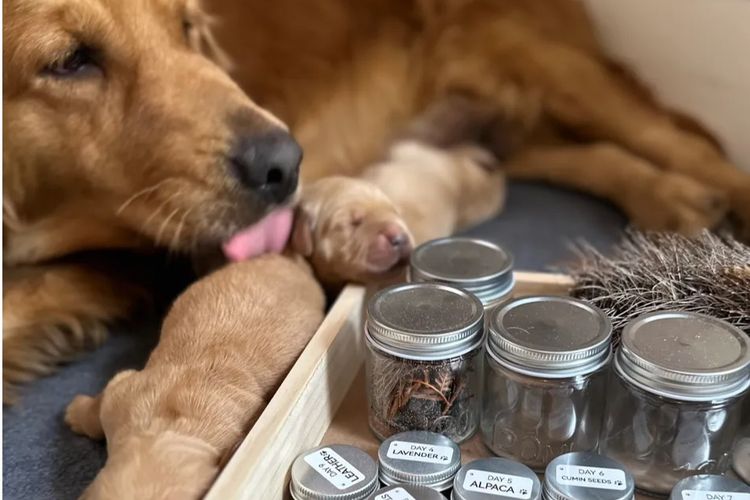 Bavadar Golden Retrievers