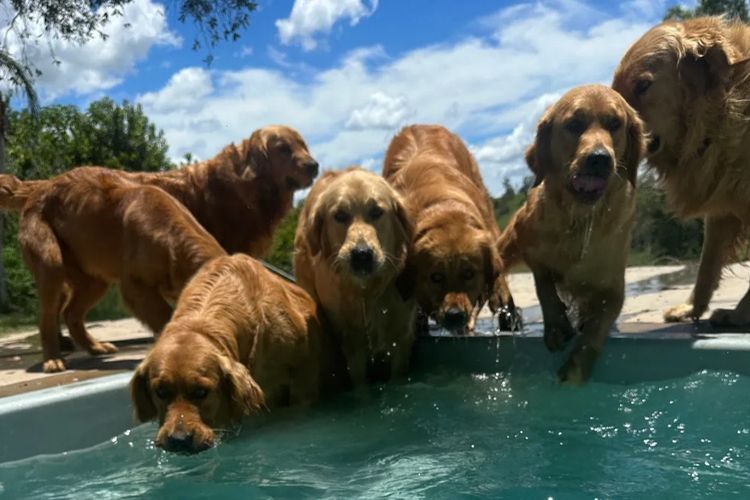 Bavadar Golden Retrievers