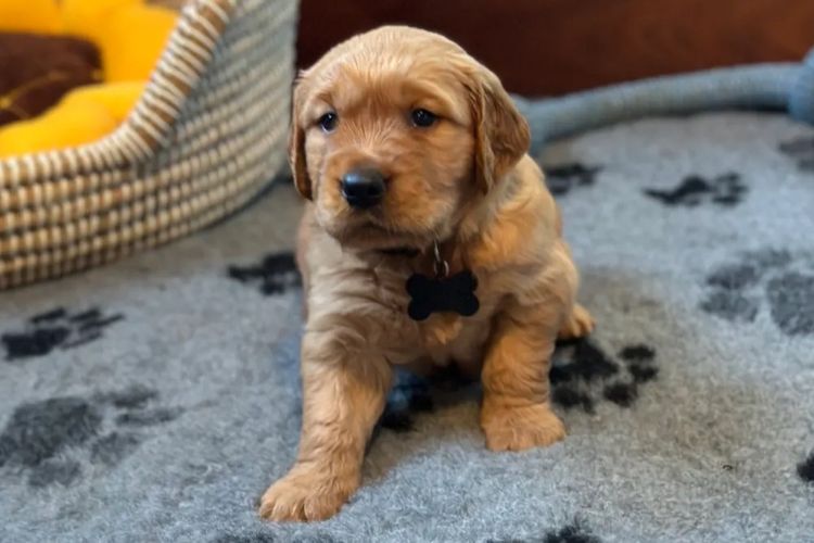 Bavadar Golden Retrievers