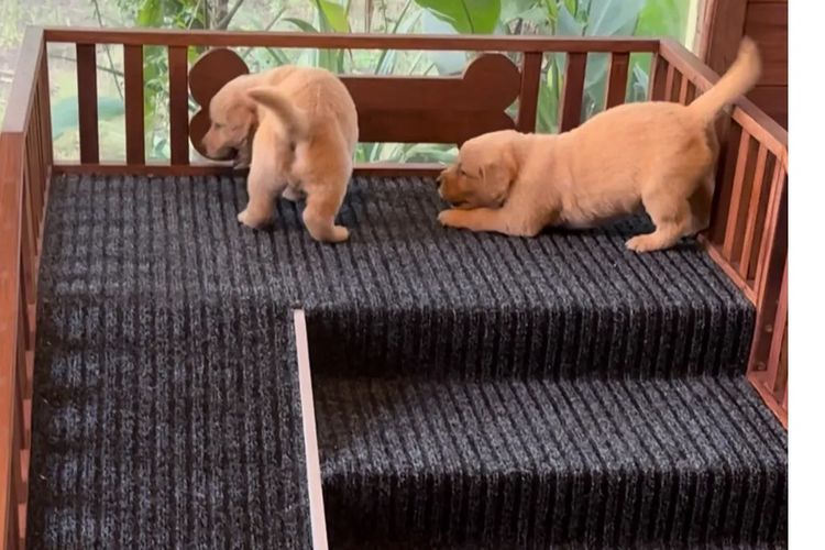 Bavadar Golden Retrievers