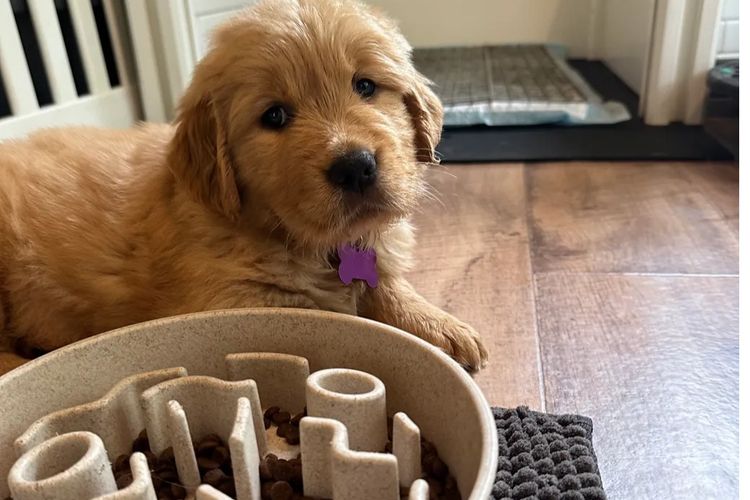 Bavadar Golden Retrievers