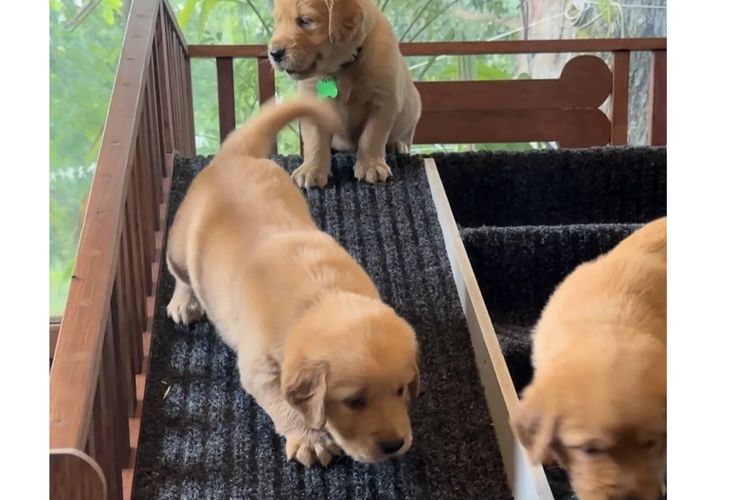 Bavadar Golden Retrievers