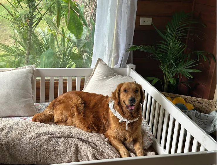 Bavadar Golden Retrievers