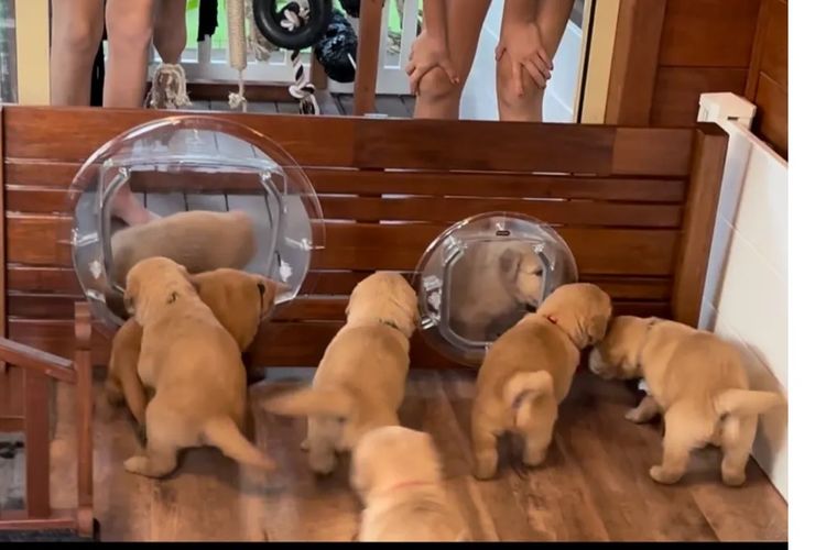 Bavadar Golden Retrievers