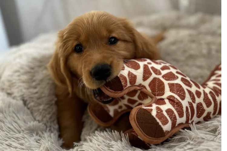 Bavadar Golden Retrievers