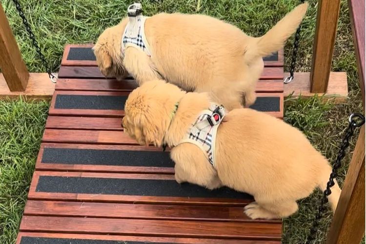 Bavadar Golden Retrievers