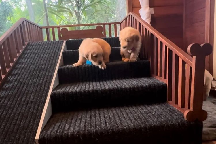 Bavadar Golden Retrievers