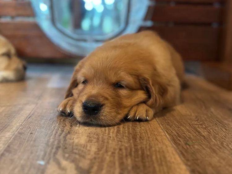 Bavadar Golden Retrievers