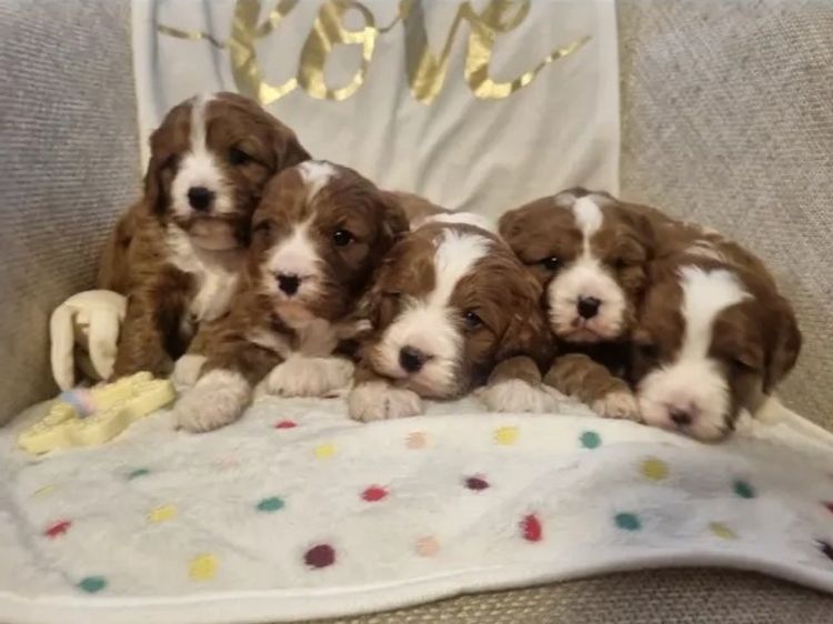 Imperial Charms Cavoodles