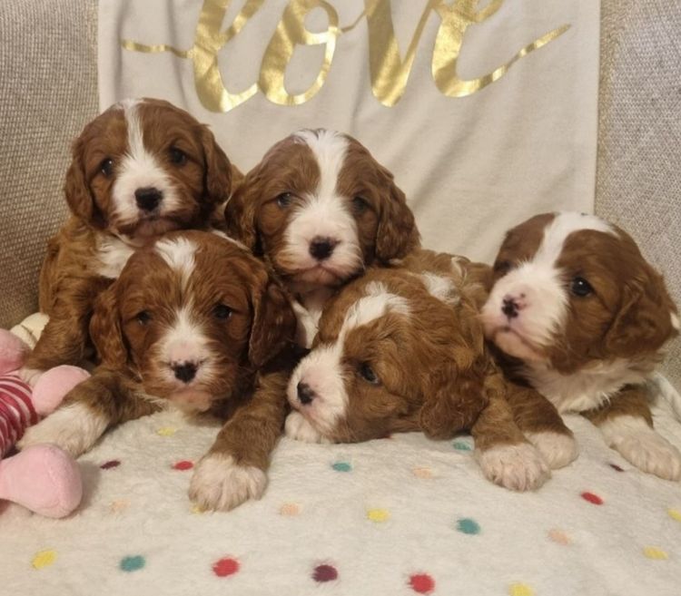 Imperial Charms Cavoodles