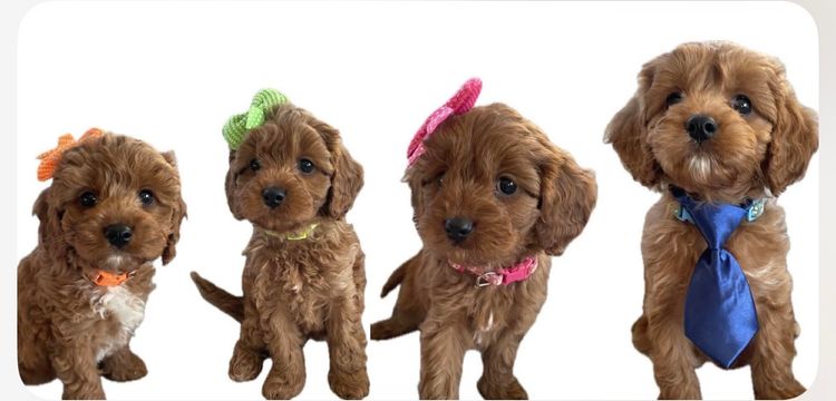 Modern K9 Breeders