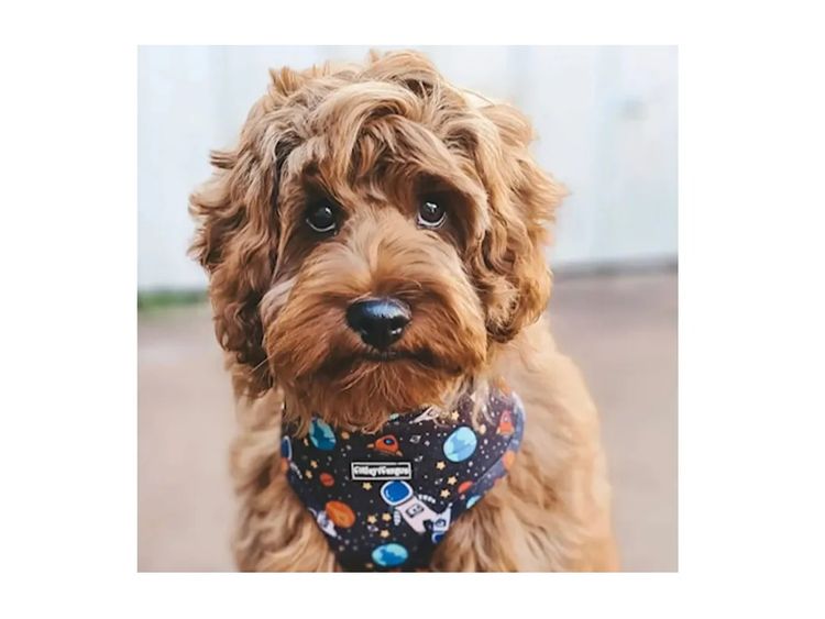 Modern K9 Breeders