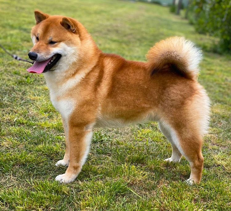 Kabova Shiba Inu