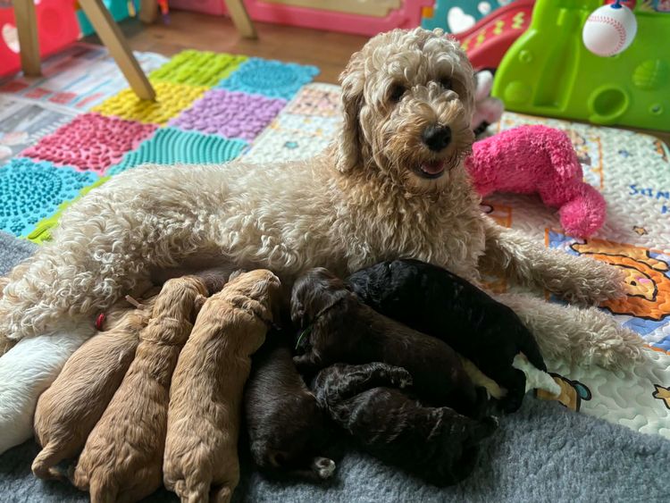 Darling Tales Labradoodles