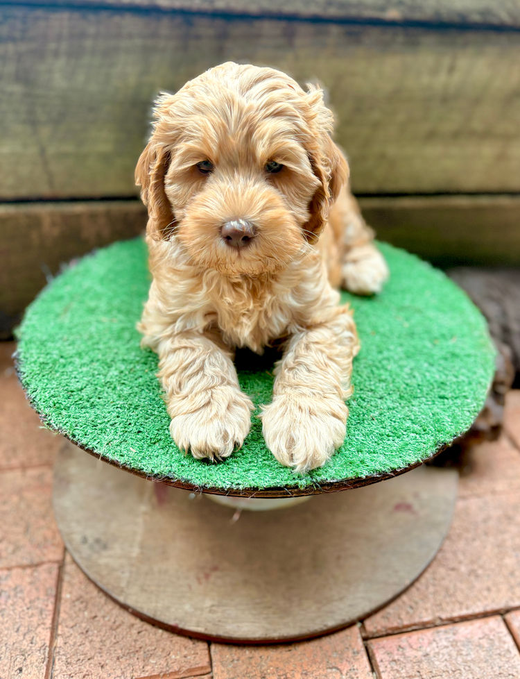 Darling Tales Labradoodles