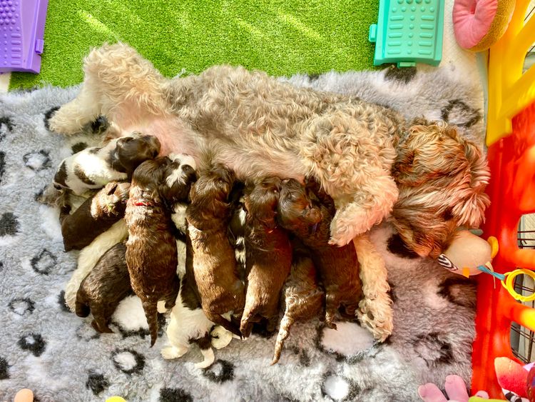 Darling Tales Labradoodles